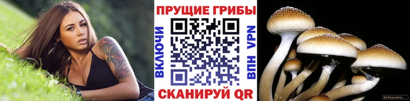 Псилоцибиновые грибы Cubensis  Шумиха 